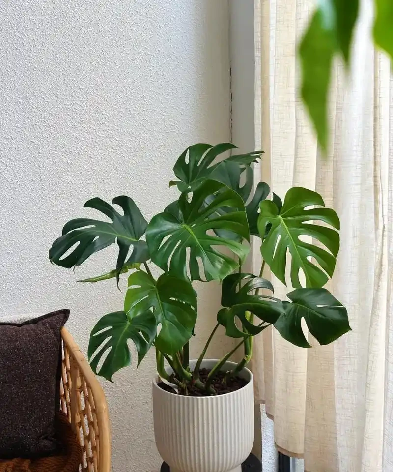 龜背芋有毒性嗎?家裡有小孩能養嗎?真相來了!