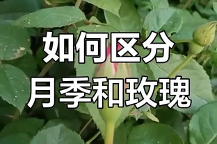 玫瑰花和月季花區別在哪裡？老花農教你一眼辨認！別再買錯了！