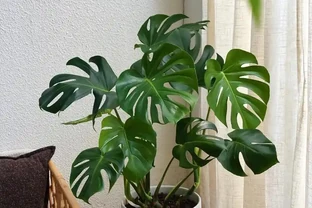 龜背芋有毒性嗎？家裡有小孩能養嗎？真相來了！