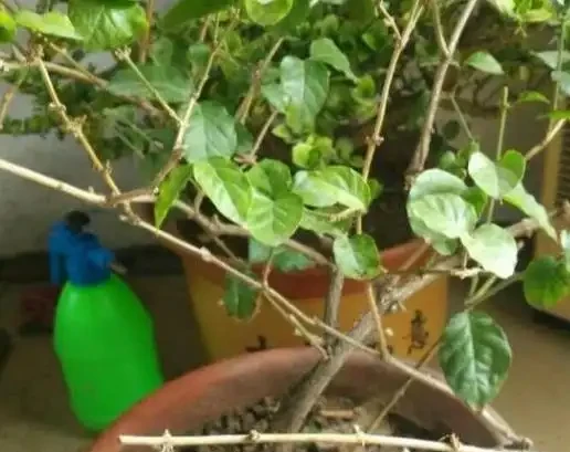 茉莉花不開?加點白醋試試,葉綠花多香滿園