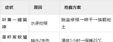 沙漠玫瑰怎麼養護方法和,新手也能養出鼓鼓「大象腿」、滿頭花苞
