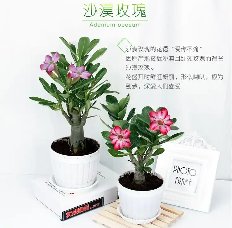 沙漠玫瑰怎麼養護方法和,新手也能養出鼓鼓「大象腿」、滿頭花苞