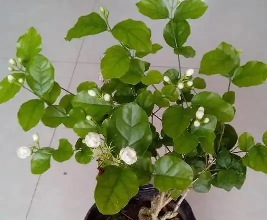 茉莉花不開?加點白醋試試,葉綠花多香滿園