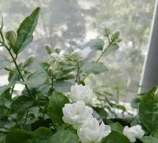 茉莉花不開?加點白醋試試,葉綠花多香滿園