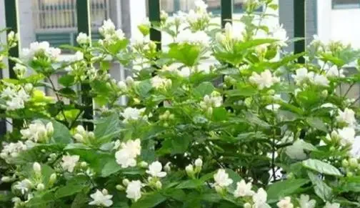 茉莉花不開?加點白醋試試,葉綠花多香滿園