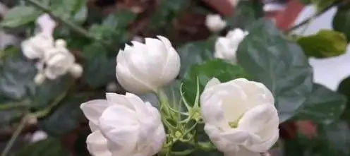 茉莉花不開?加點白醋試試,葉綠花多香滿園