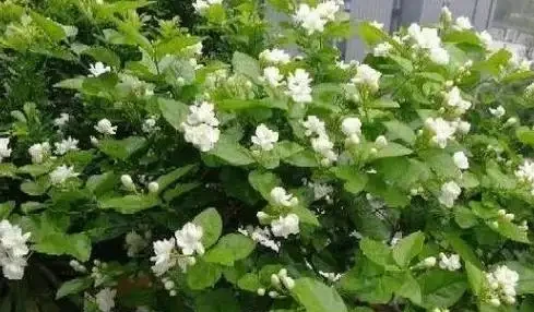 茉莉花不開?加點白醋試試,葉綠花多香滿園