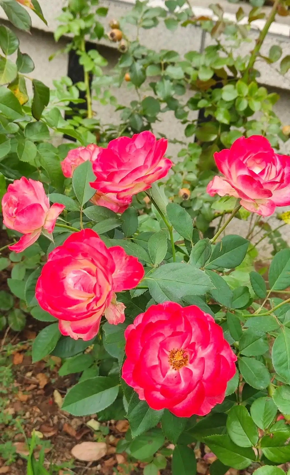 玫瑰花與月季花的區別,別再傻傻分不清!同屬薔薇科,卻大不同