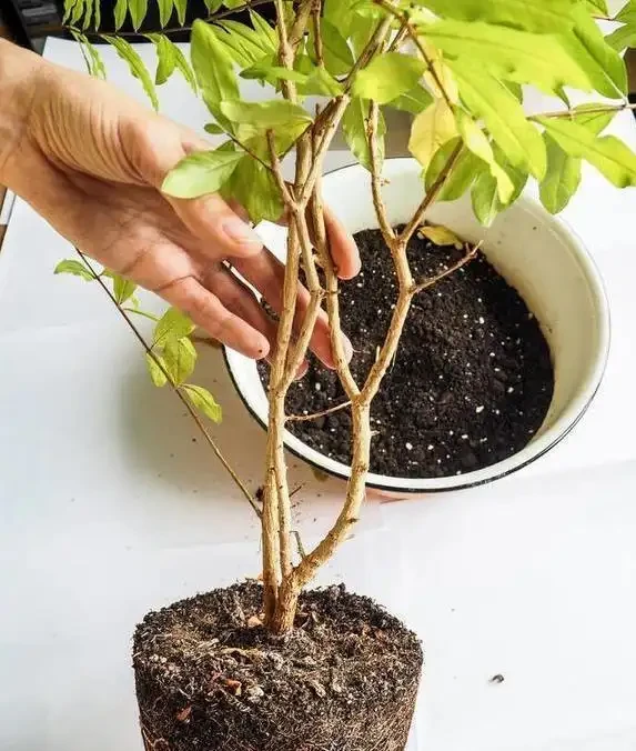 澆水施肥栽種錯，根系爛光花全亡，3招救花你得懂