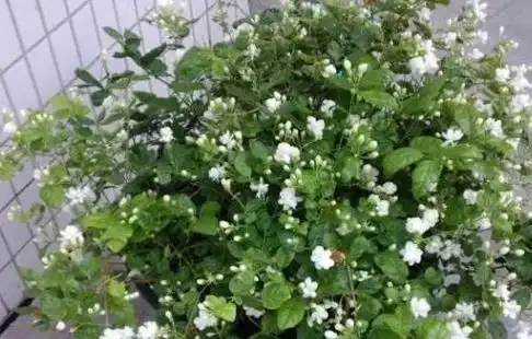 茉莉花不開?加點白醋試試,葉綠花多香滿園