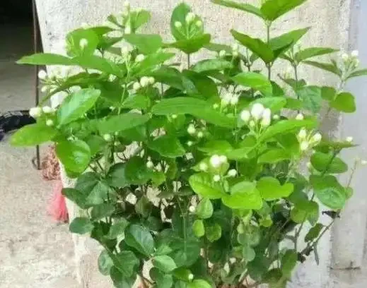 茉莉花不開?加點白醋試試,葉綠花多香滿園