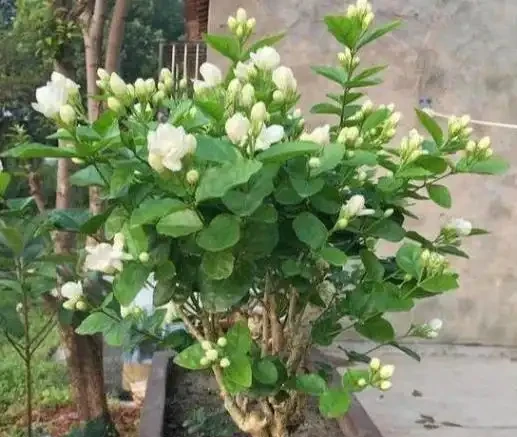 茉莉花不開?加點白醋試試,葉綠花多香滿園