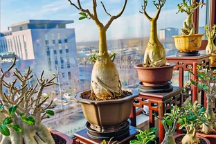 沙漠玫瑰怎麼養護方法和，新手也能養出鼓鼓「大象腿」、滿頭花苞