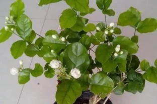 茉莉花不開？加點白醋試試，葉綠花多香滿園