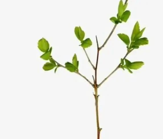 一根樹枝變新苗,30天長根超簡單,省錢又吃自家果