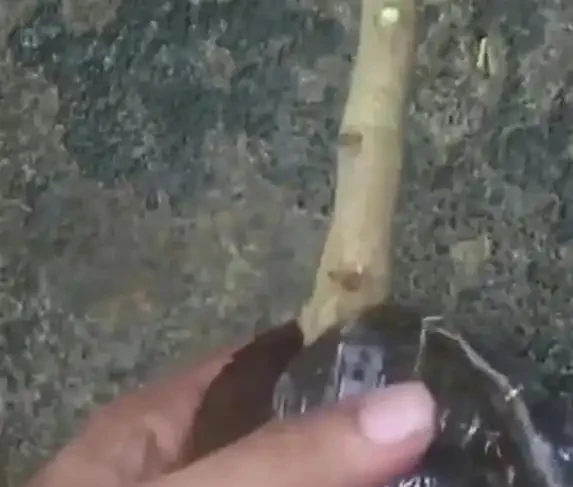 一根樹枝變新苗,30天長根超簡單,省錢又吃自家果
