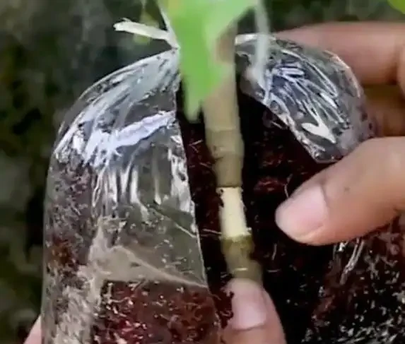 一根樹枝變新苗,30天長根超簡單,省錢又吃自家果