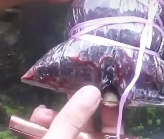 一根樹枝變新苗,30天長根超簡單,省錢又吃自家果