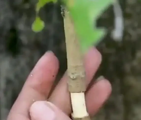 一根樹枝變新苗,30天長根超簡單,省錢又吃自家果