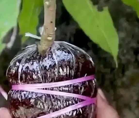 一根樹枝變新苗,30天長根超簡單,省錢又吃自家果