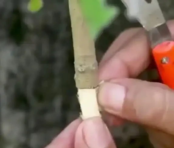 一根樹枝變新苗,30天長根超簡單,省錢又吃自家果