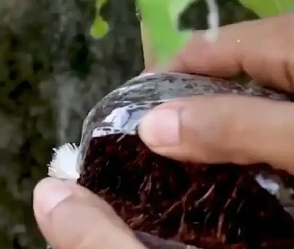 一根樹枝變新苗,30天長根超簡單,省錢又吃自家果