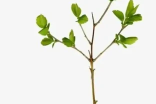 一根樹枝變新苗，30天長根超簡單，省錢又吃自家果
