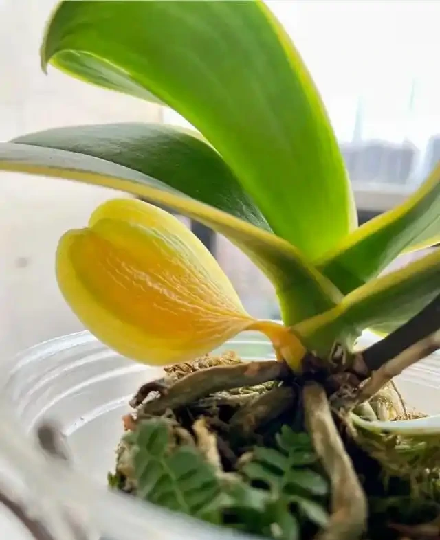 蝴蝶蘭黃葉咋回事?別慌,速看找到原因及應對方法!