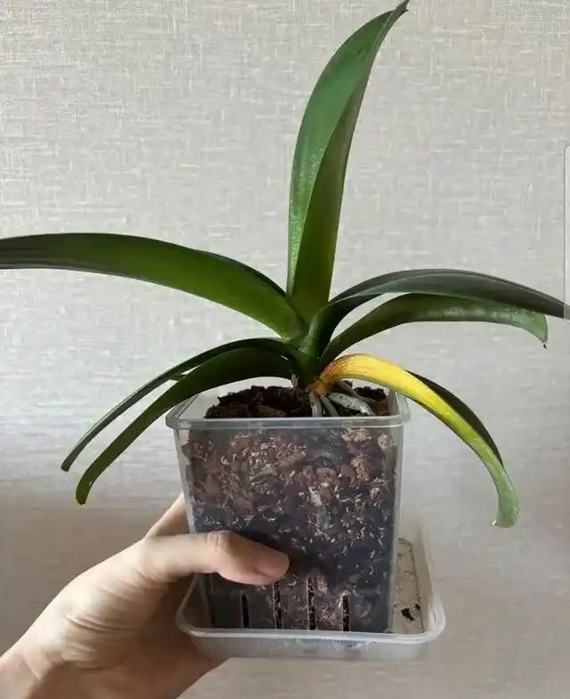 蝴蝶蘭黃葉咋回事?別慌,速看找到原因及應對方法!