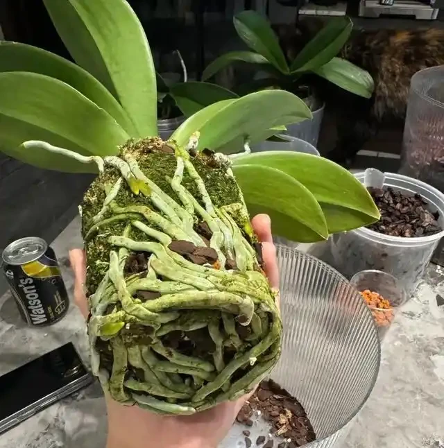 蝴蝶蘭黃葉咋回事?別慌,速看找到原因及應對方法!