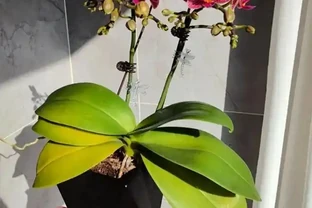 蝴蝶蘭黃葉咋回事？別慌，速看找到原因及應對方法！