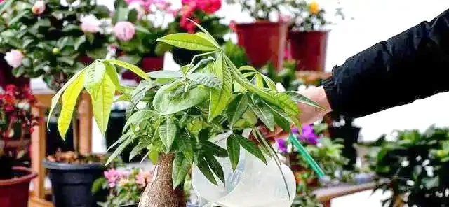 專業指南:如何用肥料段位提升發財樹生長