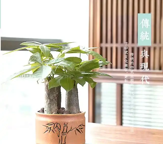 專業指南:如何用肥料段位提升發財樹生長