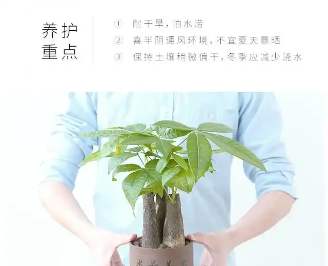 專業指南:如何用肥料段位提升發財樹生長