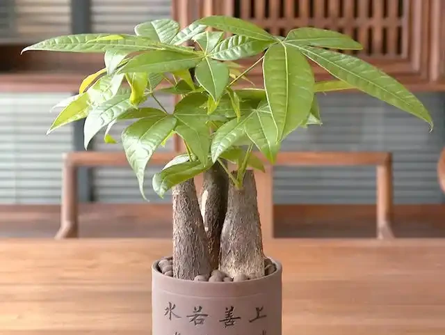專業指南:如何用肥料段位提升發財樹生長