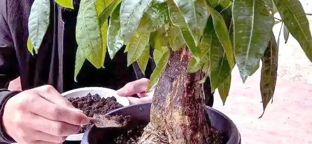 專業指南:如何用肥料段位提升發財樹生長