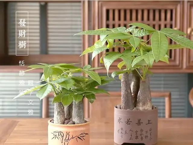 專業指南:如何用肥料段位提升發財樹生長