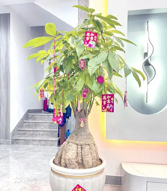 專業指南：如何用肥料段位提升發財樹生長