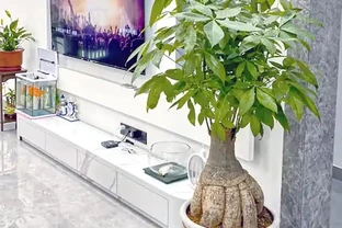 專業指南：如何用肥料段位提升發財樹生長