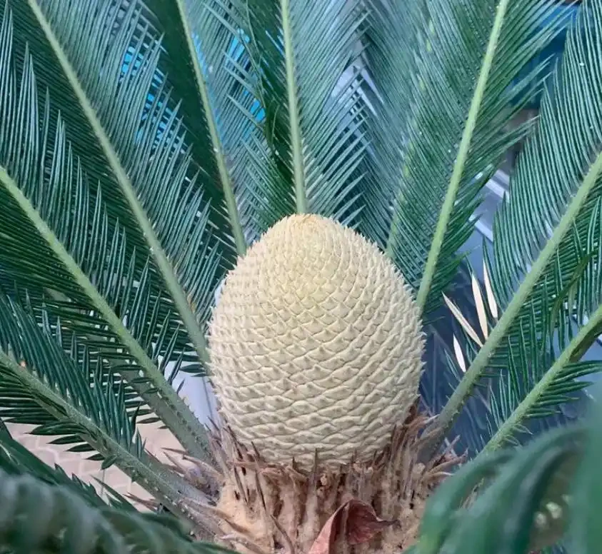 鐵樹黃葉怎麼補救最快方法，鐵樹蔫黃急救術，7天喚醒綠意生機！