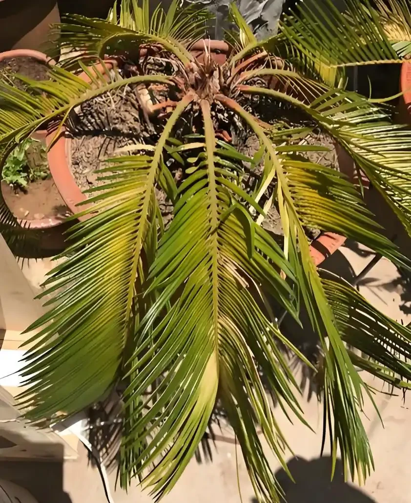 鐵樹黃葉怎麼補救最快方法，鐵樹蔫黃急救術，7天喚醒綠意生機！