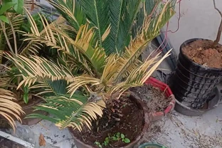 鐵樹黃葉怎麼補救最快方法，鐵樹蔫黃急救術，7天喚醒綠意生機！
