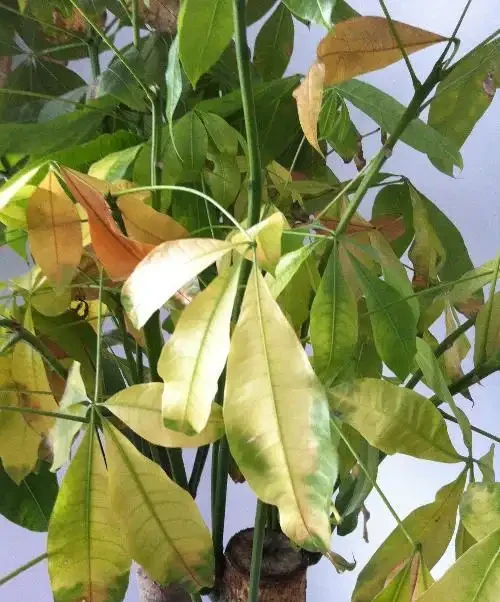 發財樹黃葉掉葉怎樣補救?你家發財樹也黃葉掉葉了?先別急