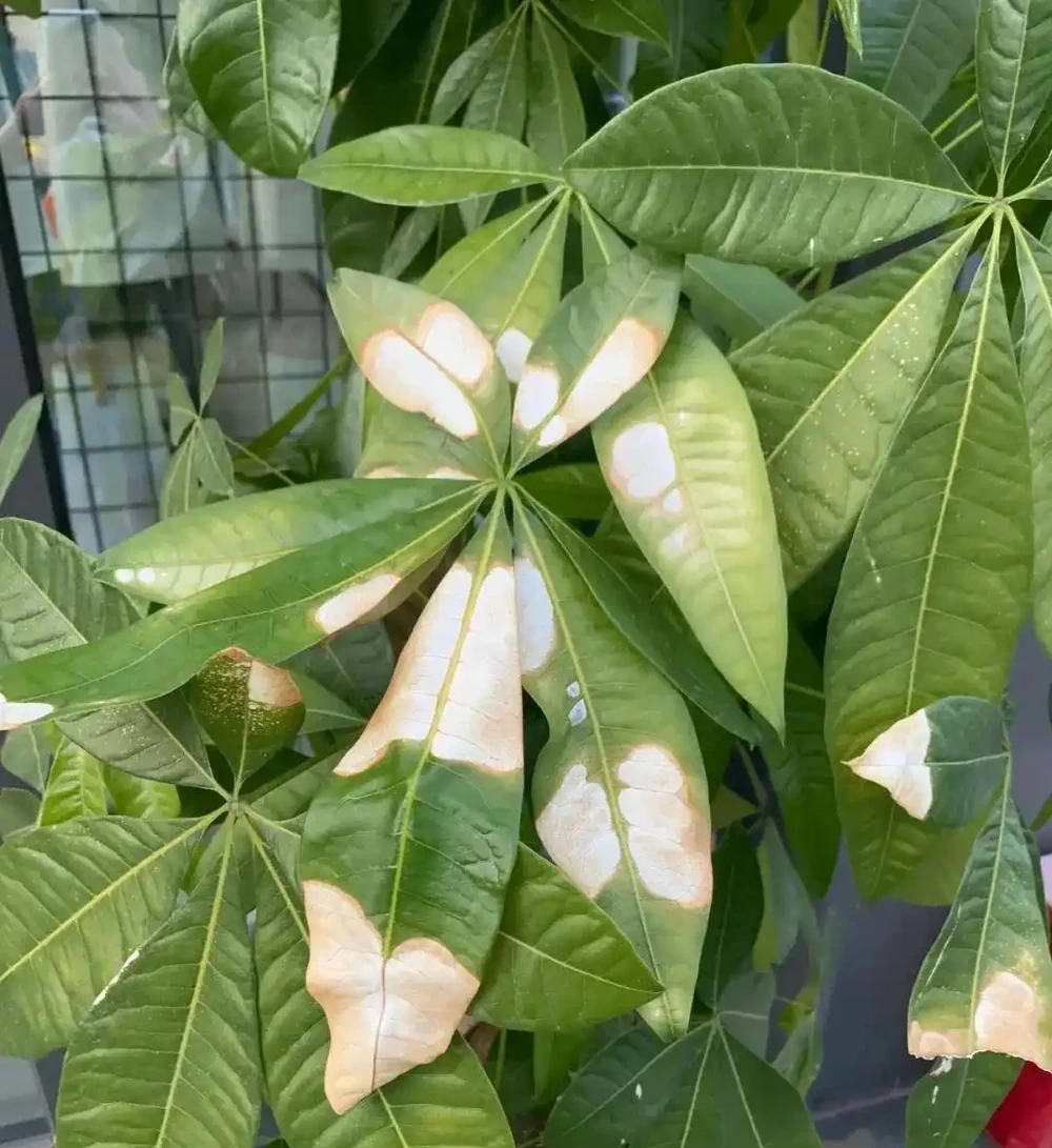 發財樹黃葉掉葉怎樣補救?你家發財樹也黃葉掉葉了?先別急