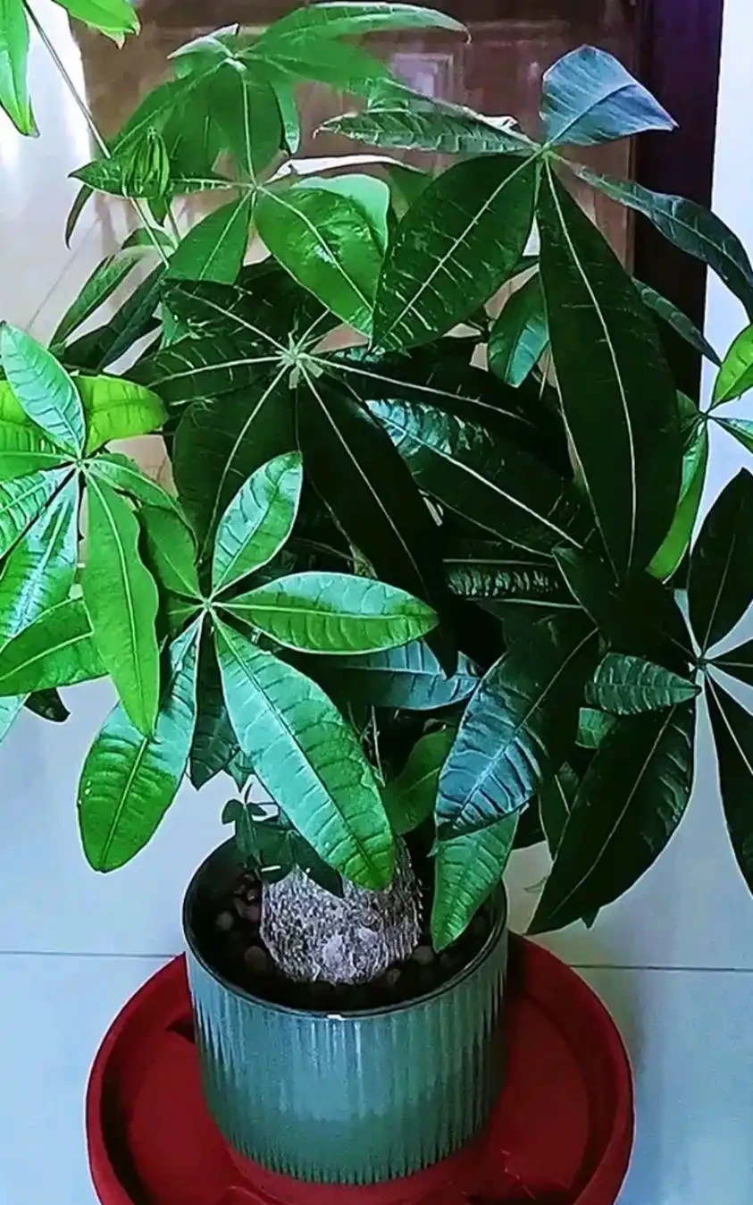 發財樹黃葉掉葉怎樣補救?你家發財樹也黃葉掉葉了?先別急