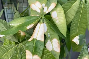 發財樹黃葉掉葉怎樣補救？你家發財樹也黃葉掉葉了？先別急