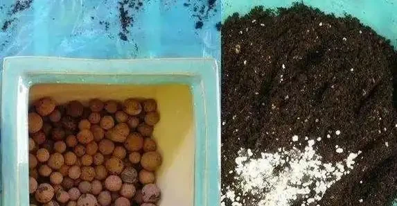 換盆別亂加料,這3種東西碰不得,花草一盆死一盆