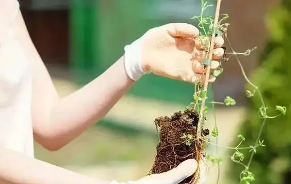 換盆別亂加料,這3種東西碰不得,花草一盆死一盆