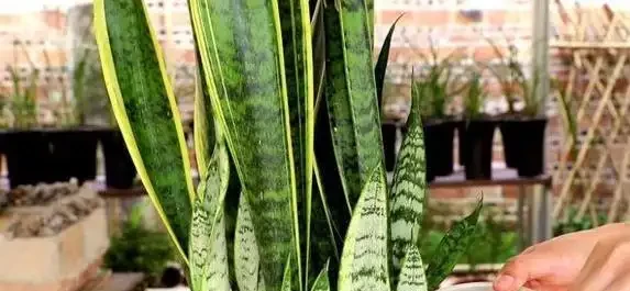 啤酒養花真有奇效?兌水1比30,黃金葛月季都開瘋了!