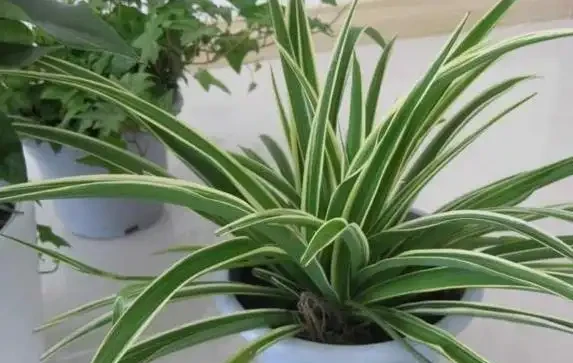 啤酒養花真有奇效?兌水1比30,黃金葛月季都開瘋了!